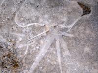 Sternförmiger Anhang an ovaler Luftblase im Eis